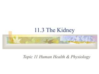 11.3 The Kidney
Topic 11 Human Health & Physiology
 
