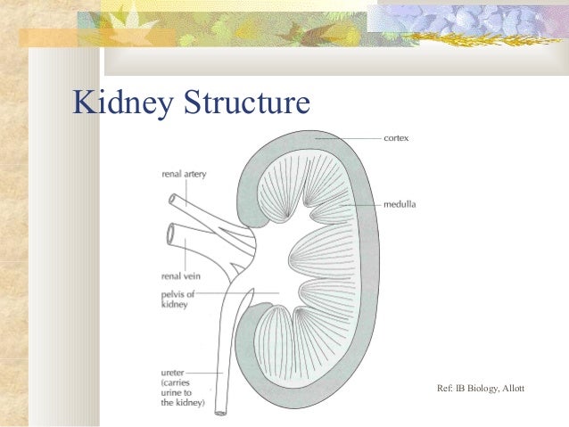 11.3 the kidney diagram of ureter slide 