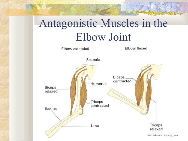 11.2 muscles and movement
