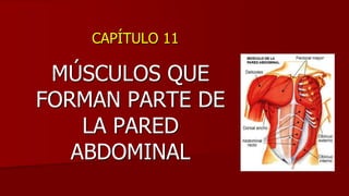 CAPÍTULO 11
MÚSCULOS QUE
FORMAN PARTE DE
LA PARED
ABDOMINAL
 
