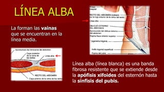 LÍNEA ALBA
La forman las vainas
que se encuentran en la
línea media.
Línea alba (línea blanca) es una banda
fibrosa resistente que se extiende desde
la apófisis xifoides del esternón hasta
la sínfisis del pubis.
 