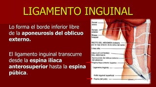 LIGAMENTO INGUINAL
Lo forma el borde inferior libre
de la aponeurosis del oblicuo
externo.
El ligamento inguinal transcurre
desde la espina ilíaca
anterosuperior hasta la espina
púbica.
 