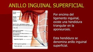 ANILLO INGUINAL SUPERFICIAL
Por encima del
ligamento inguinal,
existe una hendidura
triangular en la
aponeurosis.
Esta hendidura se
denomina anillo inguinal
superficial.
 