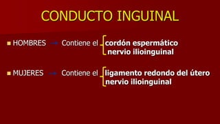 CONDUCTO INGUINAL
 HOMBRES Contiene el cordón espermático
nervio ilioinguinal
 MUJERES Contiene el ligamento redondo del útero
nervio ilioinguinal
 