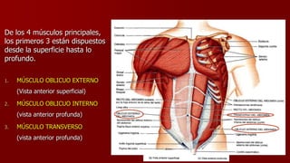 De los 4 músculos principales,
los primeros 3 están dispuestos
desde la superficie hasta lo
profundo.
1. MÚSCULO OBLICUO EXTERNO
(Vista anterior superficial)
2. MÚSCULO OBLICUO INTERNO
(vista anterior profunda)
3. MÚSCULO TRANSVERSO
(vista anterior profunda)
 
