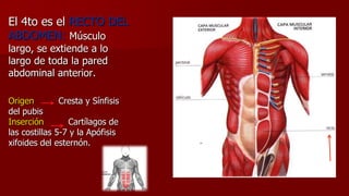 El 4to es el RECTO DEL
ABDOMEN: Músculo
largo, se extiende a lo
largo de toda la pared
abdominal anterior.
Origen Cresta y Sínfisis
del pubis
Inserción Cartílagos de
las costillas 5-7 y la Apófisis
xifoides del esternón.
 