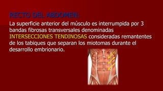 RECTO DEL ABDOMEN:
La superficie anterior del músculo es interrumpida por 3
bandas fibrosas transversales denominadas
INTERSECCIONES TENDINOSAS consideradas remantentes
de los tabiques que separan los miotomas durante el
desarrollo embrionario.
 