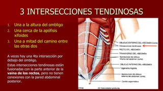 3 INTERSECCIONES TENDINOSAS
1. Una a la altura del ombligo
2. Una cerca de la apófisis
xifoides
3. Una a mitad del camino entre
las otras dos
A veces hay una 4ta intersección por
debajo del ombligo.
Estas intersecciones tendinosas están
fusionadas con la parte anterior de la
vaina de los rectos, pero no tienen
conexiones con la pared abdominal
posterior.
 