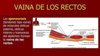 VAINA DE LOS RECTOS
Las aponeurosis
(tendones tipo vaina)
de músculos oblicuo
externo, oblicuo
interno y transverso
del abdomen forman
la vaina de los
rectos.
 
