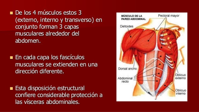 Resultado de imagen para musculos del abdomen