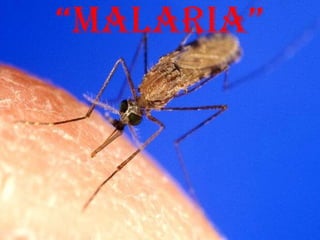 “MALARIA”

 