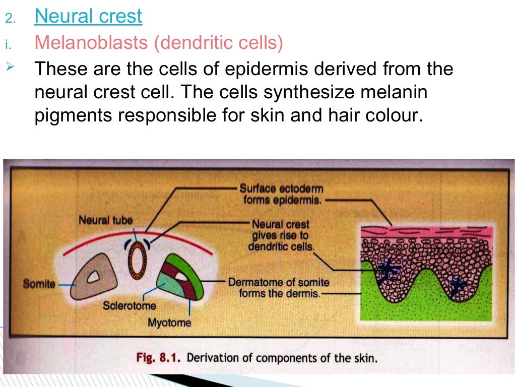 11athe skin and its appendages Biology Diagrams