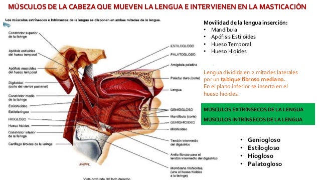 Resultado de imagen para MÃºsculos de la cabeza que mueven la lengua e intervienen en la masticaciÃ³n y el habla