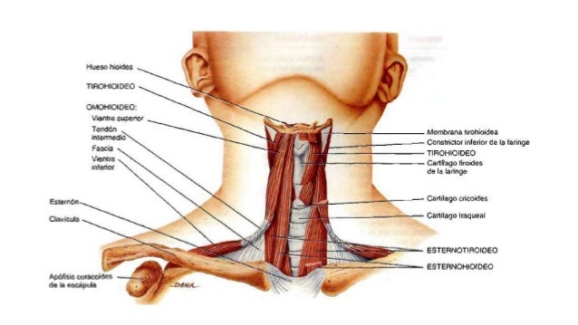 Resultado de imagen para Músculos de la región anterior del cuello que intervienen en la deglución y el habla