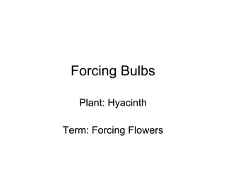 Forcing Bulbs Plant: Hyacinth Term: Forcing Flowers 