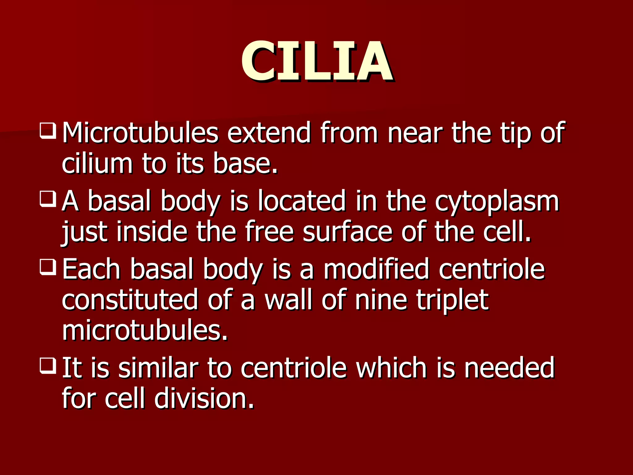 CILIA Microtubules extend from near the tip of cilium to its base. A basal body is located in the cytoplasm just inside the free surface of the cell. Each basal body is a modified centriole constituted of a wall of nine triplet microtubules. It is similar to centriole which is needed for cell division. 