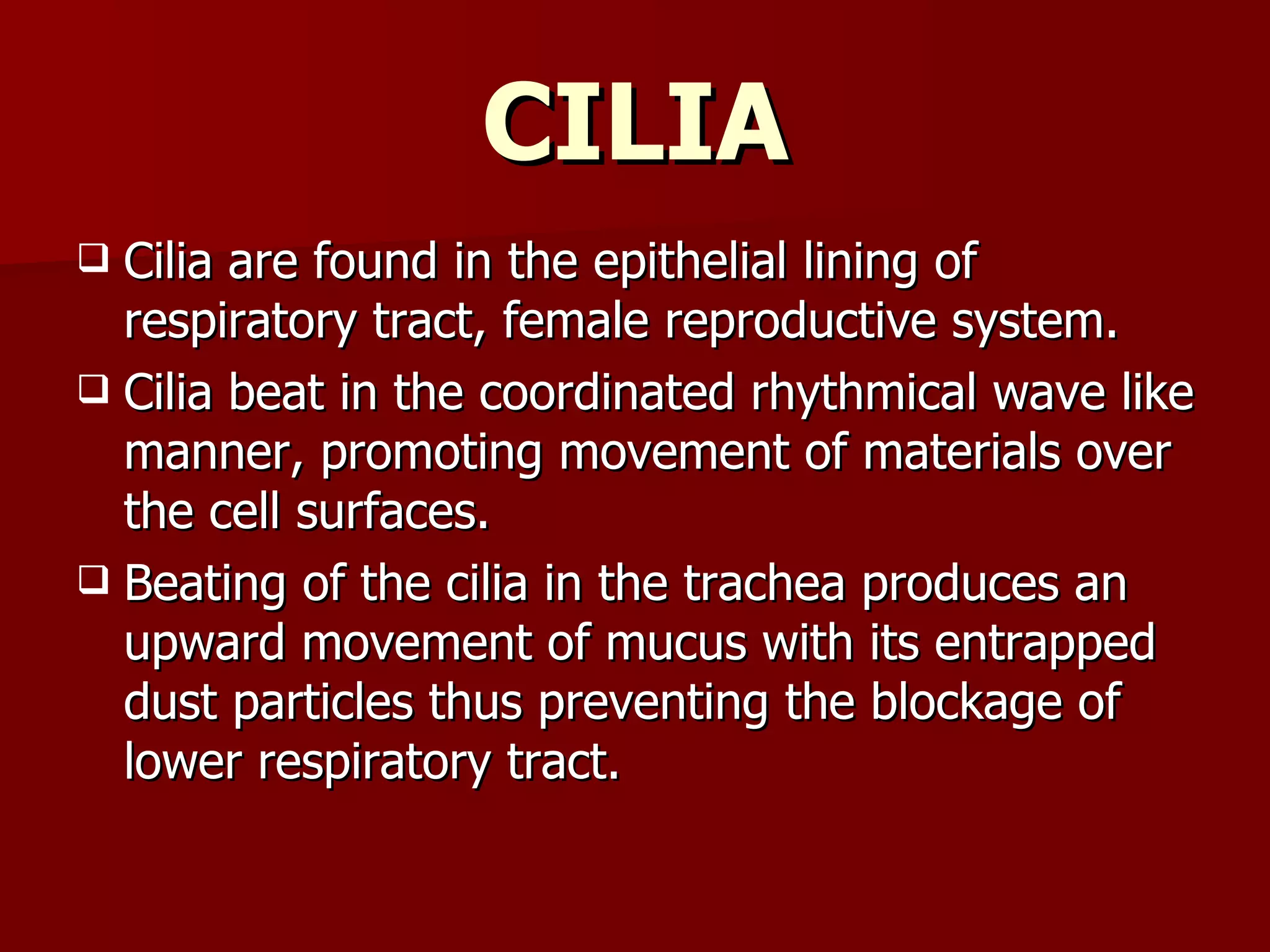CILIA Cilia are found in the epithelial lining of respiratory tract, female reproductive system. Cilia beat in the coordinated rhythmical wave like manner, promoting movement of materials over the cell surfaces. Beating of the cilia in the trachea produces an upward movement of mucus with its entrapped dust particles thus preventing the blockage of lower respiratory tract.  