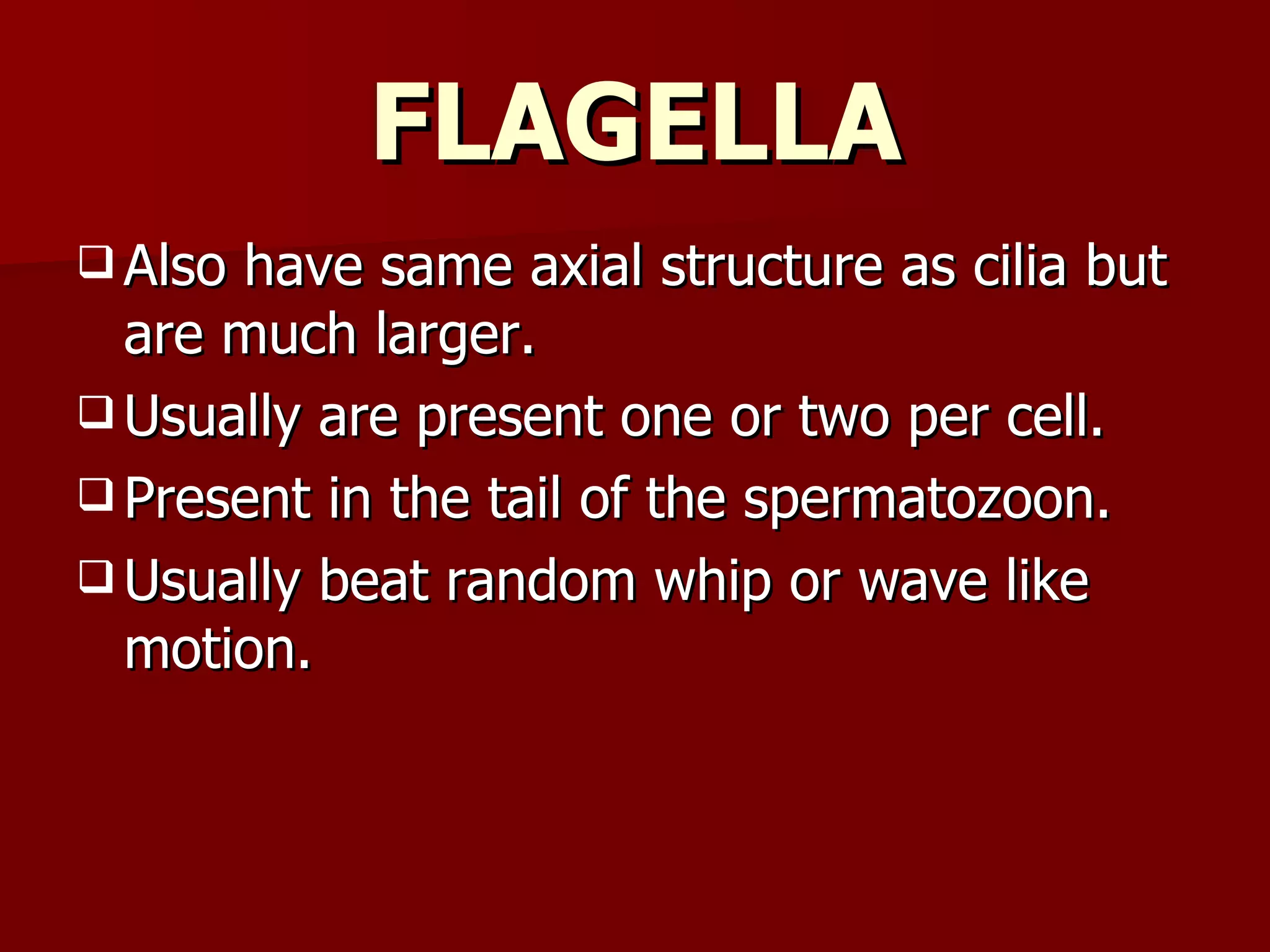 FLAGELLA Also have same axial structure as cilia but are much larger. Usually are present one or two per cell. Present in the tail of the spermatozoon. Usually beat random whip or wave like motion. 