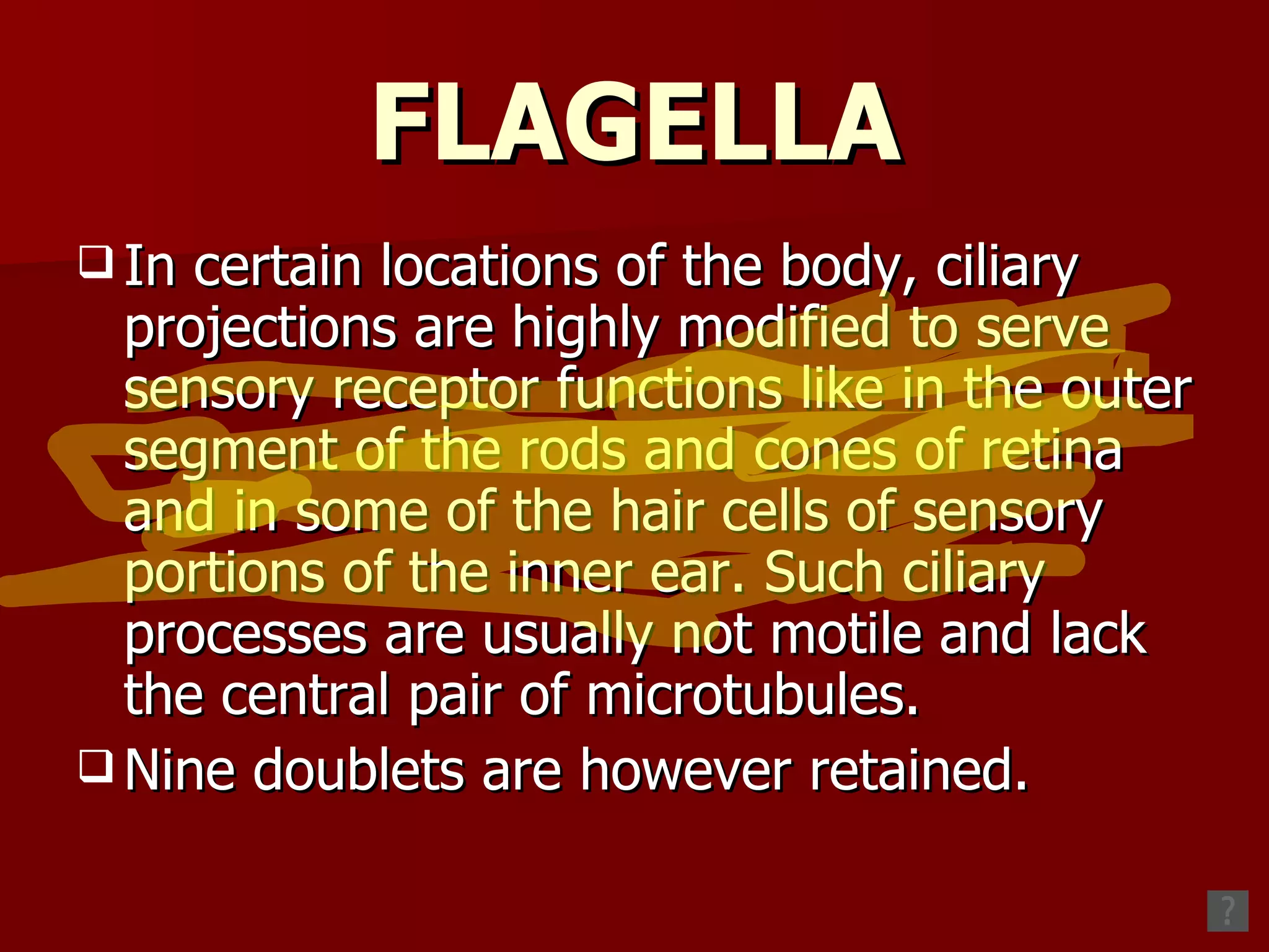 FLAGELLA In certain locations of the body, ciliary projections are highly modified to serve sensory receptor functions like in the outer segment of the rods and cones of retina and in some of the hair cells of sensory portions of the inner ear. Such ciliary processes are usually not motile and lack the central pair of microtubules. Nine doublets are however retained.  