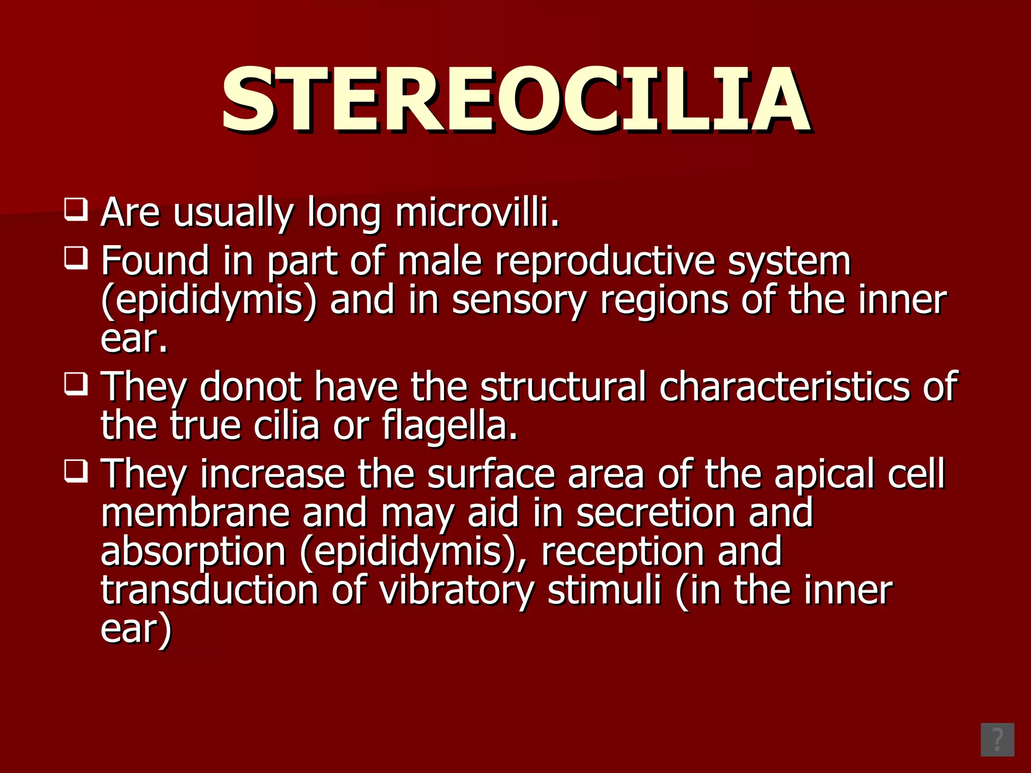 STEREOCILIA Are usually long microvilli. Found in part of male reproductive system (epididymis) and in sensory regions of the inner ear. They donot have the structural characteristics of the true cilia or flagella. They increase the surface area of the apical cell membrane and may aid in secretion and absorption (epididymis), reception and transduction of vibratory stimuli (in the inner ear) 