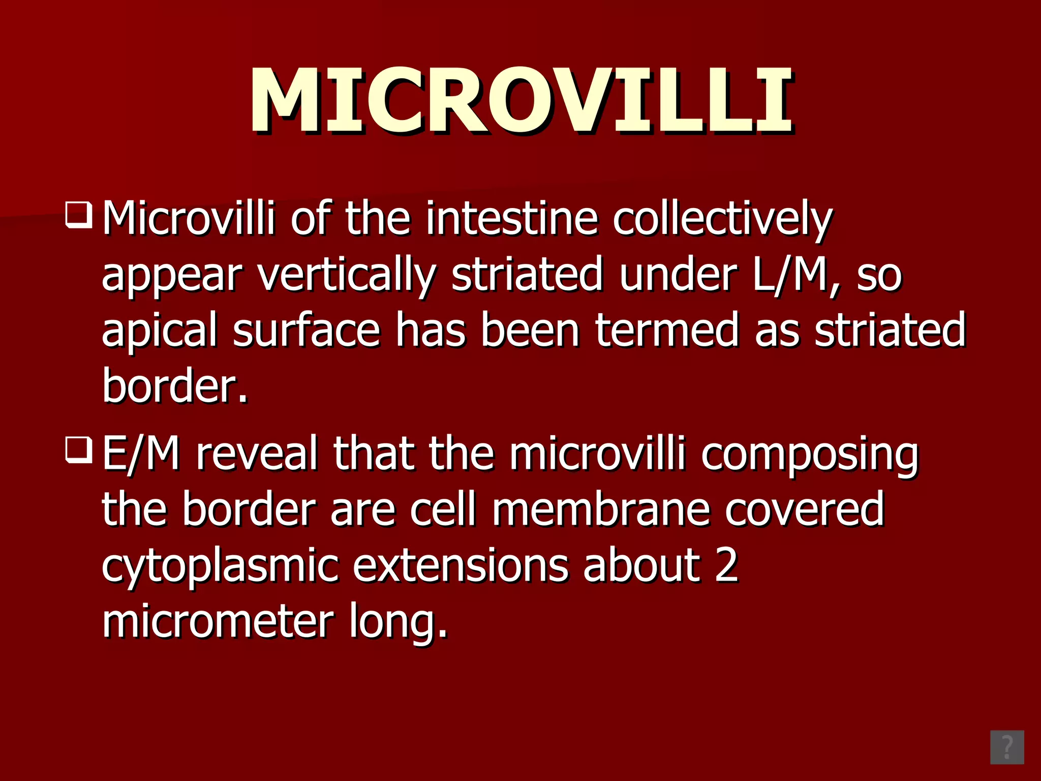 MICROVILLI Microvilli of the intestine collectively appear vertically striated under L/M, so apical surface has been termed as striated border. E/M reveal that the microvilli composing the border are cell membrane covered cytoplasmic extensions about 2 micrometer long. 
