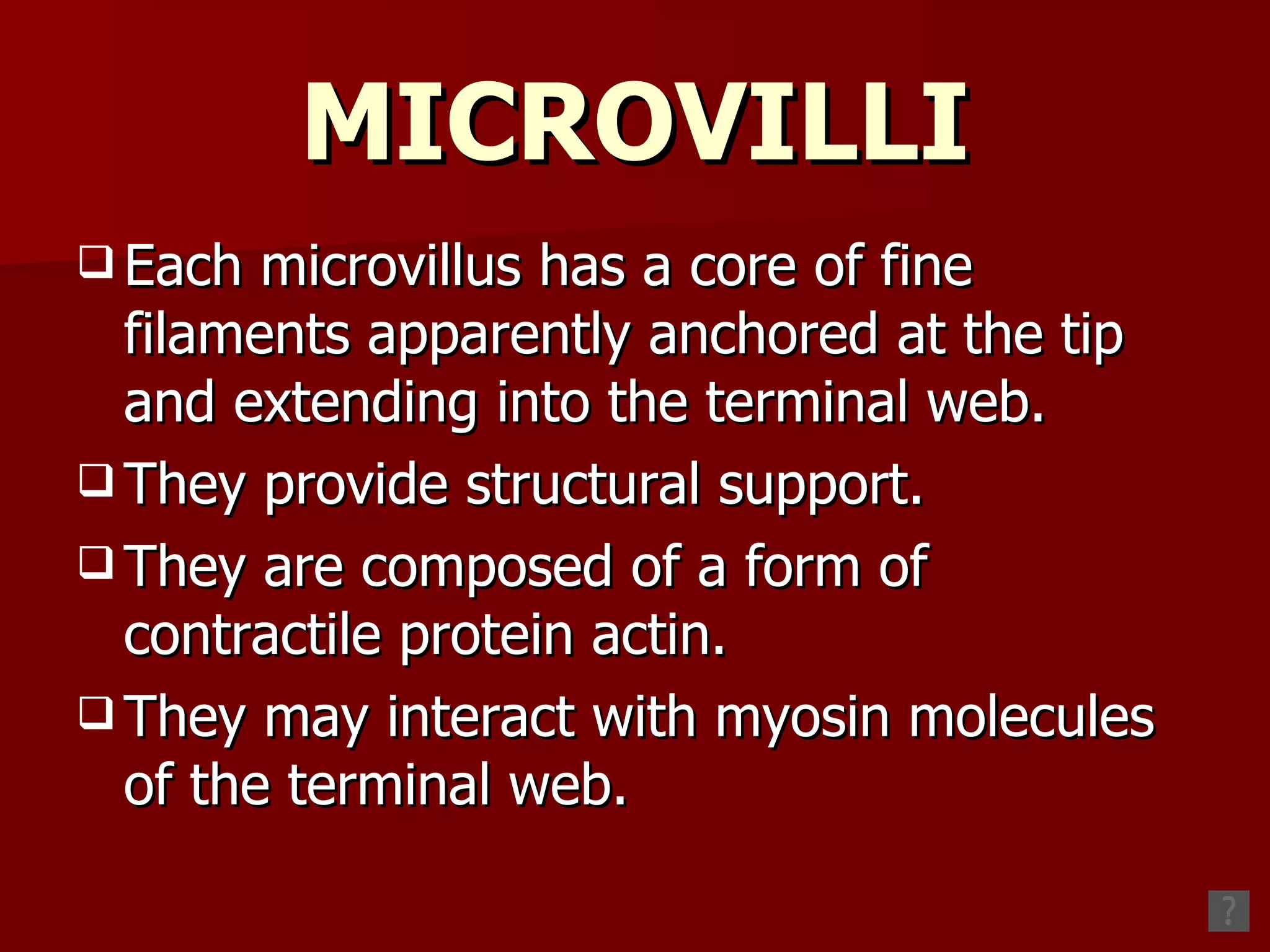 MICROVILLI Each microvillus has a core of fine filaments apparently anchored at the tip and extending into the terminal web. They provide structural support. They are composed of a form of contractile protein actin. They may interact with myosin molecules of the terminal web. 