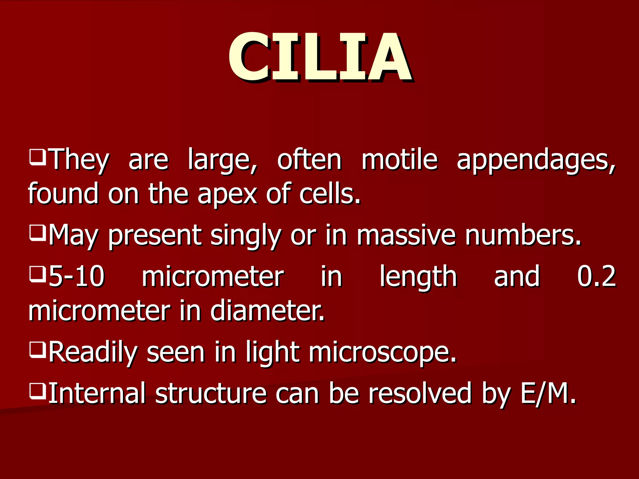 CILIA They are large, often motile appendages, found on the apex of cells. May present singly or in massive numbers. 5-10 micrometer in length and 0.2 micrometer in diameter. Readily seen in light microscope. Internal structure can be resolved by E/M. 