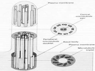 Kumar Cell 11.13 (dr. hemant kumar) cell surface modifications | PPT