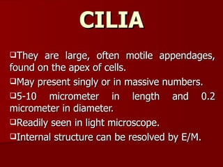 Kumar Cell 11.13 (dr. hemant kumar) cell surface modifications | PPT