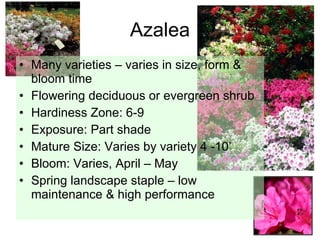 Azalea Many varieties – varies in size, form & bloom time Flowering deciduous or evergreen shrub Hardiness Zone: 6-9 Exposure: Part shade Mature Size: Varies by variety 4 -10’ Bloom: Varies, April – May  Spring landscape staple – low maintenance & high performance 