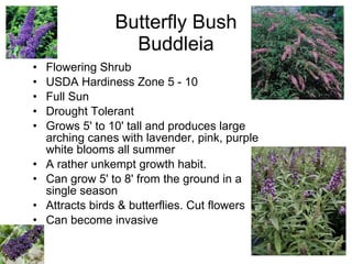 Butterfly Bush Buddleia Flowering Shrub USDA Hardiness Zone 5 - 10 Full Sun Drought Tolerant Grows 5' to 10' tall and produces large arching canes with lavender, pink, purple white blooms all summer A rather unkempt growth habit.  Can grow 5' to 8' from the ground in a single season  Attracts birds & butterflies. Cut flowers Can become invasive 
