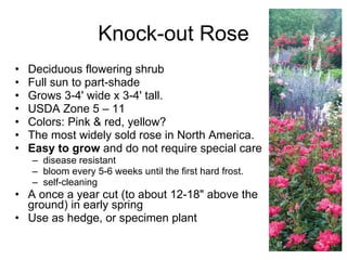 Knock-out Rose Deciduous flowering shrub Full sun to part-shade Grows 3-4' wide x 3-4' tall.  USDA Zone 5 – 11 Colors: Pink & red, yellow? The most widely sold rose in North America. Easy to grow  and do not require special care disease resistant  bloom every 5-6 weeks until the first hard frost.  self-cleaning A once a year cut (to about 12-18" above the ground) in early spring Use as hedge, or specimen plant 
