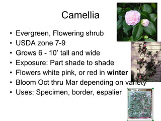 Camellia Evergreen, Flowering shrub USDA zone 7-9 Grows 6 - 10’ tall and wide Exposure: Part shade to shade Flowers white pink, or red in  winter Bloom Oct thru Mar depending on variety Uses: Specimen, border, espalier 