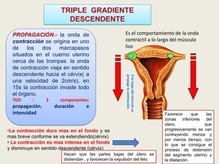 TRIPLE GRADIENTE
DESCENDENTE

TGD

:

propagación,
intensidad

3

componentes:

duración

e

Es el comportamiento de la onda
contráctil a lo largo del músculo
liso

A lo largo del músculo se
propaga la contracción

PROPAGACIÓN.- la onda de
contracción se origina en uno
de
los
dos
marcapasos
situados en el cuerno uterino
cerca de las trompas. la onda
de contracción viaja en sentido
descendente hacia el cérvix( a
una velocidad de 2cm/s), en
15s la contracción invade todo
el órgano.

•La contracción dura mas en el fondo y es
mas breve conforme se va extendiendo(cérvix)
• La contracción es mas intensa en el fondo
y disminuye en sentido descendente (cérvix)
Hacen que las partes bajas del útero se
distiendan , y favorecen la expulsión del feto

Favorece
que
las
zonas inferiores del
útero,
que
progresivamente se van
contrayendo menos y
por menos tiempo, con
lo que se consigue el
proceso de distensión
del segmento uterino y
la dilatación.

 