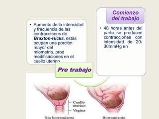 Comienzo
del trabajo
• Aumento de la intensidad
y frecuencia de las
contracciones de
Braxton-Hicks, estas
ocupan una porción
mayor del
miometrio, prod
modificaciones en el
cuello uterino.

Pre trabajo

• 48 horas antes del
parto se producen
contracciones con
intensidad de 2030mmHg en

 