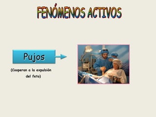 Pujos
(Cooperan a la expulsión

del feto)

 