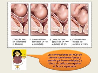 Las contracciones del músculo
uterino suministran fuerza y
presión que borra (adelgaza) y
dilata el cuello para expulsar
al feto y la placenta.

 