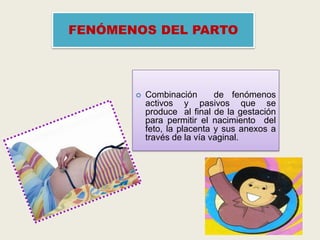 FENÓMENOS DEL PARTO



Combinación
de fenómenos
activos y pasivos que se
produce al final de la gestación
para permitir el nacimiento del
feto, la placenta y sus anexos a
través de la vía vaginal.

 