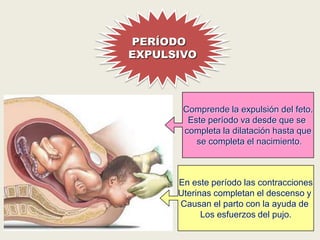 PERÍODO
EXPULSIVO

Comprende la expulsión del feto.
Este período va desde que se
completa la dilatación hasta que
se completa el nacimiento.

En este período las contracciones
Uterinas completan el descenso y
Causan el parto con la ayuda de
Los esfuerzos del pujo.

 