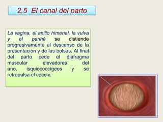 2.5 El canal del parto
La vagina, el anillo himenal, la vulva
y
el
periné
se
distiende
progresivamente al descenso de la
presentación y de las bolsas. Al final
del parto cede el diafragma
muscular
elevadores
del
ano,
isquiococcígeos
y
se
retropulsa el cóccix.

 