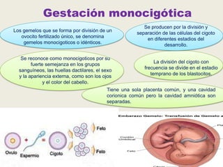 Gestación monocigótica
Los gemelos que se forma por división de un
ovocito fertilizado único, se denomina
gemelos monocigoticos o idénticos.
Se reconoce como monocigoticos por su
fuerte semejanza en los grupos
sanguíneos, las huellas dactilares, el sexo
y la apariencia externa, como son los ojos
y el color del cabello.

Se producen por la división y
separación de las células del cigoto
en diferentes estadios del
desarrollo.

La división del cigoto con
frecuencia se divide en el estadio
temprano de los blastocitos.

Tiene una sola placenta común, y una cavidad
corionica común pero la cavidad amniótica son
separadas.

 