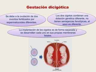 Gestación dicigótica
Se debe a la ovulación de dos
ovocitos fertilizados por
espermatozoides diferentes.

Los dos cigotos contienen una
dotación genética diferente, no
tienen semejanzas fenotípicas, el
sexo es diferente.

La implantación de los cigotos es de forma separada y
se desarrollan cada uno en sus propias membranas
fetales.

 