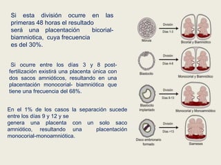 Si esta división ocurre en las
primeras 48 horas el resultado
será una placentación
bicorialbiamniotica, cuya frecuencia
es del 30%.
Si ocurre entre los días 3 y 8 postfertilización existirá una placenta única con
dos sacos amnióticos, resultando en una
placentación monocorial- biamniótica que
tiene una frecuencia del 68%.
En el 1% de los casos la separación sucede
entre los días 9 y 12 y se
genera una placenta con un solo saco
amniótico, resultando una
placentación
monocorial-monoamniótica.

 