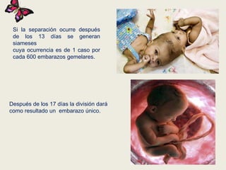 Si la separación ocurre después
de los 13 días se generan
siameses
cuya ocurrencia es de 1 caso por
cada 600 embarazos gemelares.

Después de los 17 días la división dará
como resultado un embarazo único.

 