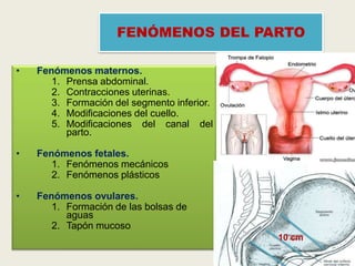 FENÓMENOS DEL PARTO
•

Fenómenos maternos.
1. Prensa abdominal.
2. Contracciones uterinas.
3. Formación del segmento inferior.
4. Modificaciones del cuello.
5. Modificaciones del canal del
parto.

•

Fenómenos fetales.
1. Fenómenos mecánicos
2. Fenómenos plásticos

•

Fenómenos ovulares.
1. Formación de las bolsas de
aguas
2. Tapón mucoso
10 cm

 