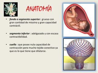 ANATOMÍA
• fondo o segmento superior: grueso con
gran cantidad de miosina y gran capacidad
contráctil.
• segmento inferior : adelgazado y con escasa
contractibilidad.
• cuello : que posee nula capacidad de
contracción pero mucho tejido conectivo ya
que es lo que tiene que dilatarse.

 