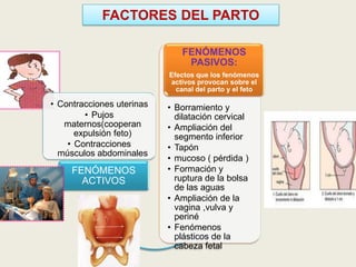 FACTORES DEL PARTO
FENÓMENOS
PASIVOS:
Efectos que los fenómenos
activos provocan sobre el
canal del parto y el feto

• Contracciones uterinas
• Pujos
maternos(cooperan
expulsión feto)
• Contracciones
músculos abdominales

FENÓMENOS
ACTIVOS

• Borramiento y
dilatación cervical
• Ampliación del
segmento inferior
• Tapón
• mucoso ( pérdida )
• Formación y
ruptura de la bolsa
de las aguas
• Ampliación de la
vagina ,vulva y
periné
• Fenómenos
plásticos de la
cabeza fetal

 