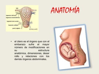 ANATOMÍA

•

el útero es el órgano que con el
embarazo sufre el mayor
número de modificaciones en
su
estructura
anatómica, dimensiones, desar
rollo y relaciones con los
demás órganos abdominales.

 