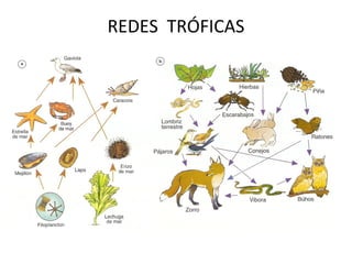 REDES TRÓFICAS

 