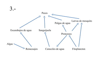 3.-

Peces

Pulgas de agua
Escarabajos de agua

Larvas de mosquito

Sanguijuela
Protozoos

Algas
Renacuajos

Caracoles de agua

Fitoplancton

 